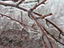 Icy branches
