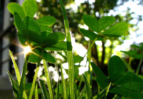 Sunlight through clover
