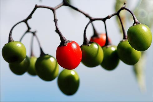 distinctively-red-by-pshutterbug