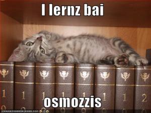 cat-learns-through-osmosis