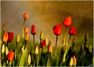 tulips-by-kuzeytac