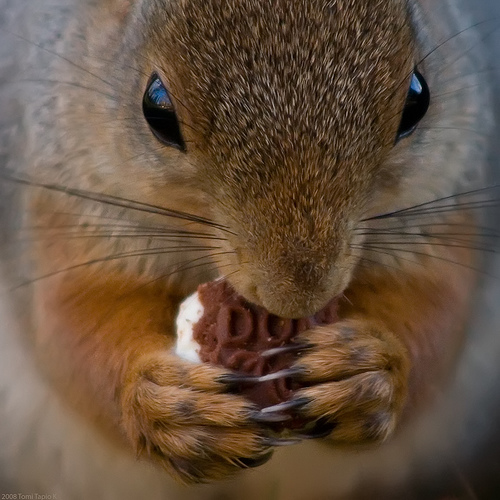 squirrel eating cookie
