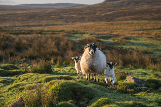 photo of sheep in a field
