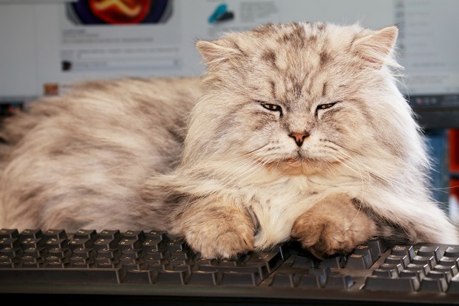photo of a grumpy cat at the computer