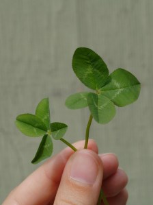 2 x four leaf clovers