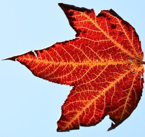 Fractal-like branching veins, photo by Travis Simon (CC BY 2.0).